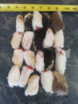 Raw Rabbit Front Feet